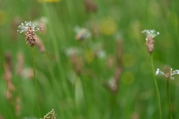 Ribwort车前草图片下载
