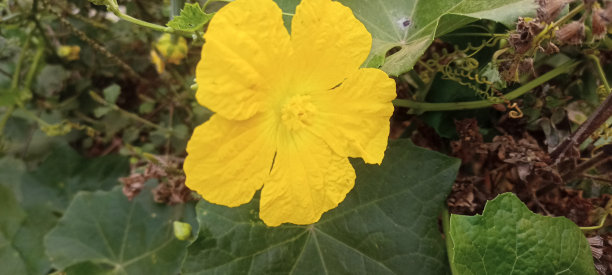 图片的移动自拍照/海绵gard花2图片下载