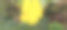 图片的移动自拍照/海绵gard花2图片下载