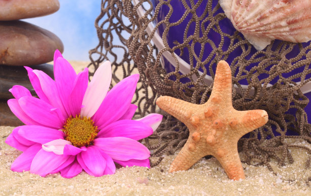 沙滩上的花和贝壳的特写镜头图片下载