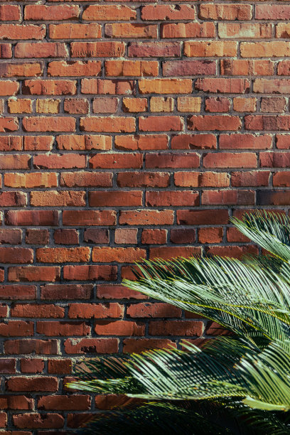 在明亮的阳光下，一株绿色植物在建筑物的砖墙旁生长图片下载