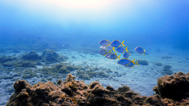 艺术水下照片的鱼群在暗礁图片下载