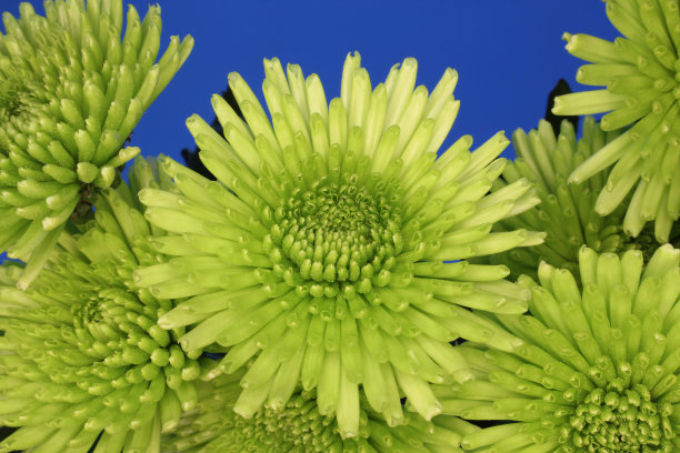 蓝色背景上的绿色菊花特写镜头。图片下载