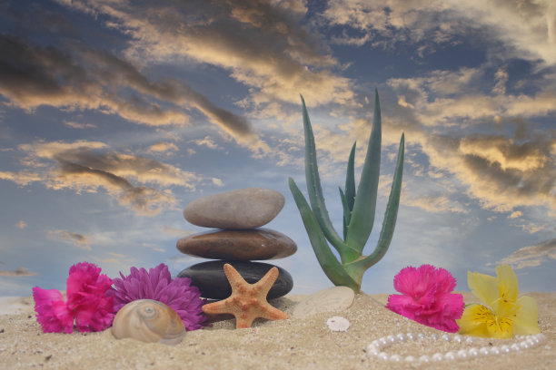 近距离拍摄的芦荟花和贝壳在沙滩上图片下载