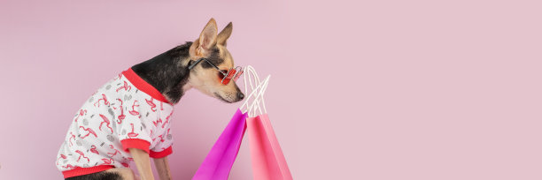 宠物店背景，时髦的狗戴着眼镜，t恤带着购物袋图片下载