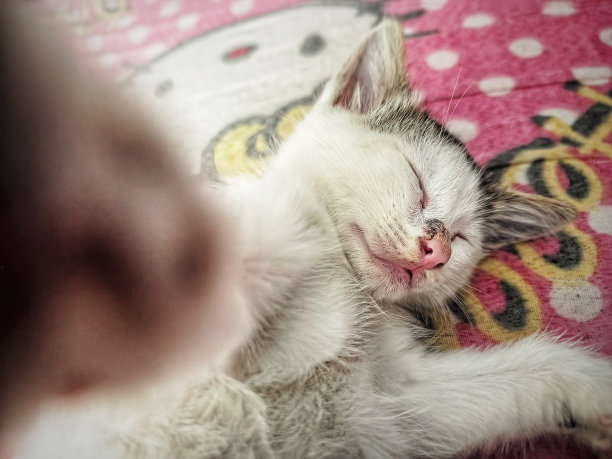 一只毛茸茸的白色小猫正坐在床上看着什么东西图片下载