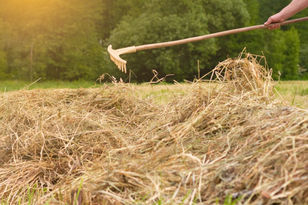 在农场收割干草。农业。农民的日常工作。为农场过冬做准备图片下载