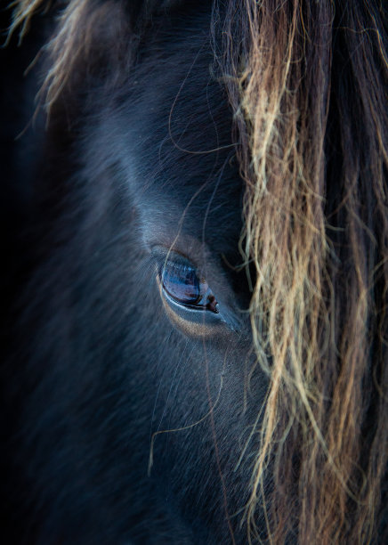 特写一匹倒下的小马的眼睛和鬃毛图片下载