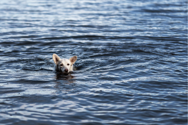 白色的大耳朵的杂种狗的头游泳在蓝色的水在自然。本空间图片下载