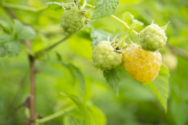 灌木上的黄色覆盆子。夏季浆果——黄色覆盆子。黄色的树莓在绿树丛中成熟。图片下载