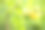 灌木上的黄色覆盆子。夏季浆果——黄色覆盆子。黄色的树莓在绿树丛中成熟。图片下载
