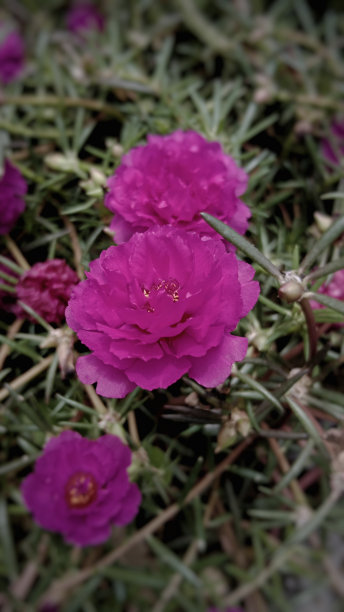 一些盛开的红马齿苋花图片下载