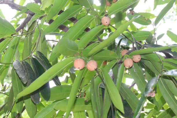 孟加拉国的树上挂着令人惊叹的小水果图片下载