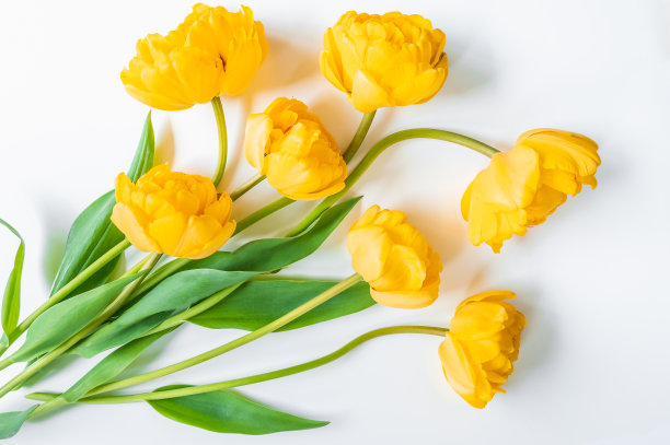 白色背景上的黄色郁金香花束图片下载