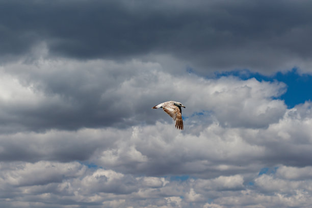 海鸥飞过大海和城市图片下载