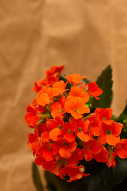 照片底部红色卡兰卡花的花序，模糊的浅棕色包装纸背景-垂直照片图片下载