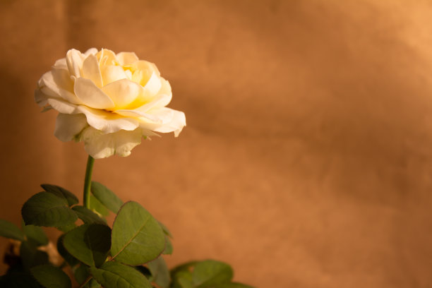 照片的左上角是白玫瑰和叶子，浅棕色的背景上有空白图片下载