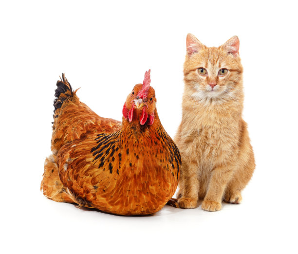 小猫和小鸡。图片下载