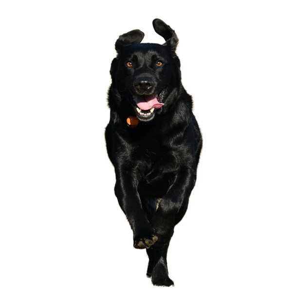 令人印象深刻的黑狗图片下载