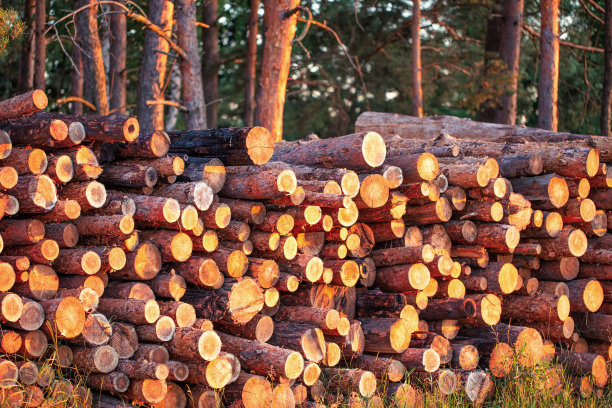 松树林中一大堆被砍倒的树干。图片下载