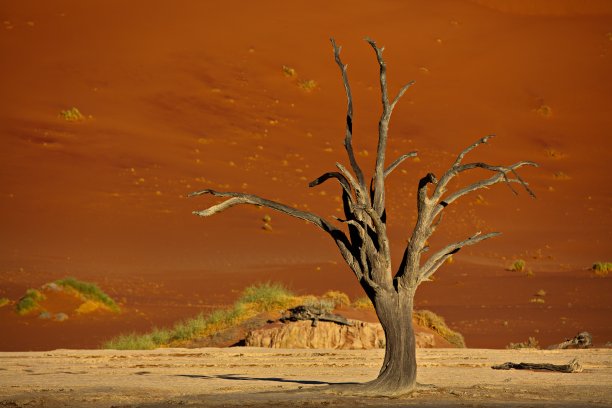 纳米比亚索苏斯vlei Deadvlei红色沙丘上的死骆驼刺树图片下载