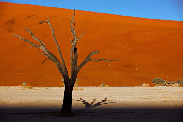 纳米比亚索苏斯vlei Deadvlei，红色沙丘和蓝天下的死骆驼刺树图片下载