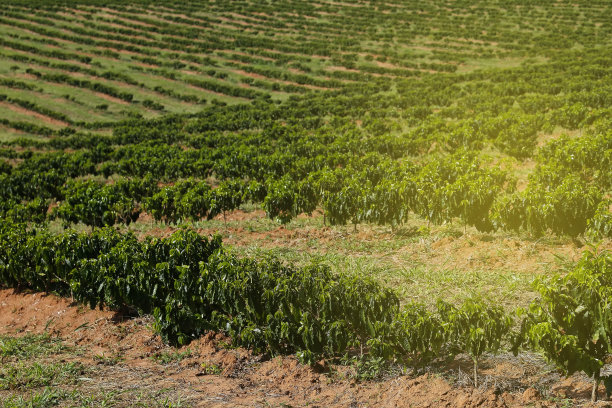 巴西的咖啡种植园图片下载