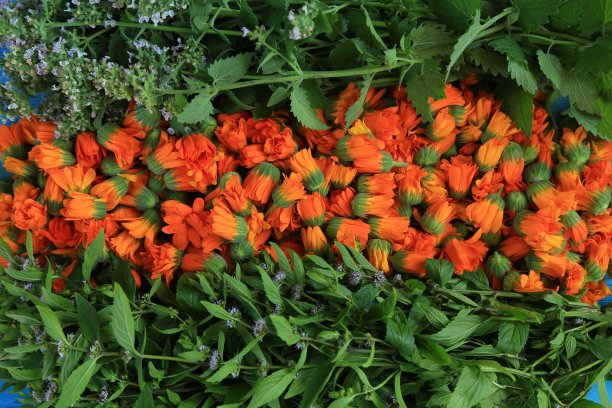 背景是金盏花，开花的薄荷和柠檬香膏图片下载