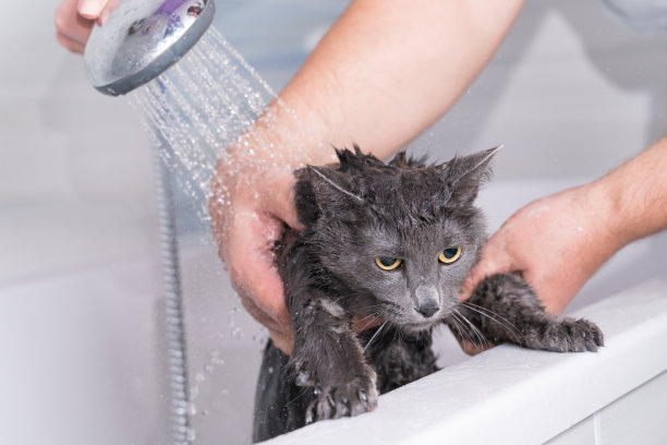 在浴室给一只灰色的家猫洗澡特写图片下载