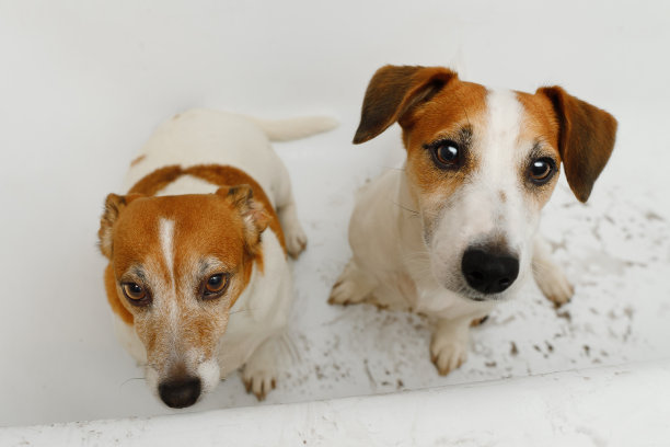 可怜的狗坐在浴室里，爪子脏兮兮的。图片下载