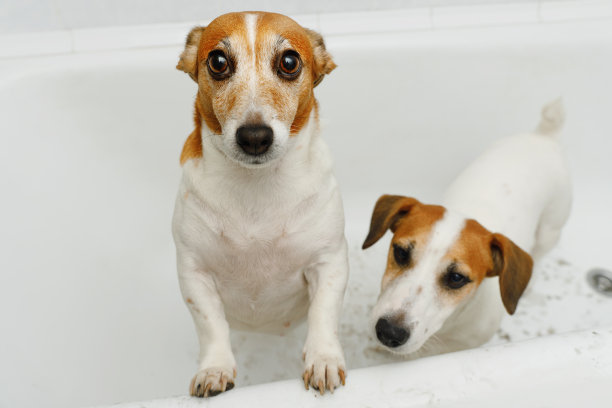 可怜的狗坐在浴室里，爪子脏兮兮的。图片下载