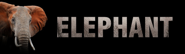 大象的肖像与一个名字在黑暗的背景。文字来自她的皮肤图片下载