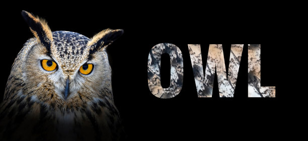 深色背景上的猫头鹰肖像。文字来自她的羽毛图片下载