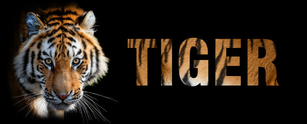 老虎的肖像与一个名字在黑暗的背景。文字来自她的皮毛图片下载