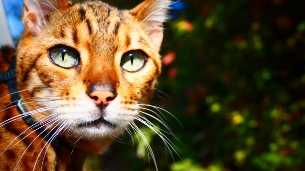 太阳下的孟加拉猫特写图片下载