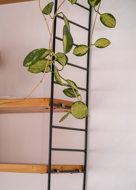 Howea三色旗图片下载