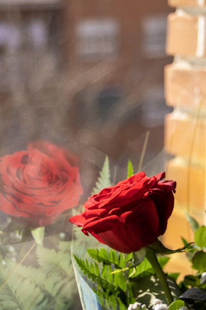 一朵红玫瑰映在水晶上图片下载