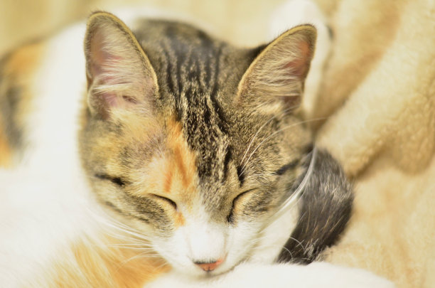 沉睡的猫图片下载