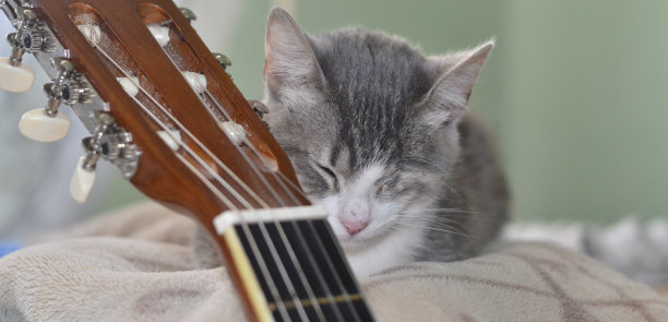 沉睡的猫图片下载