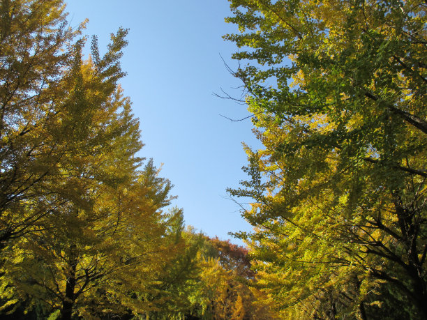 日本的秋天，银杏树的黄色景色图片下载