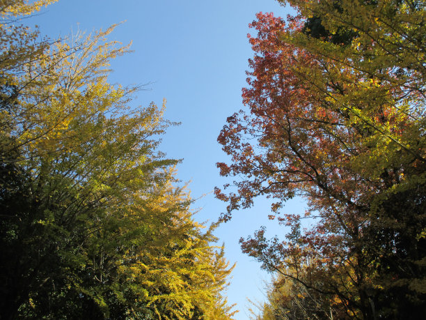 日本的秋天，银杏树的黄色景色图片下载