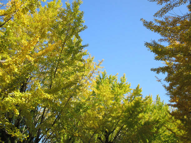 日本的秋天，银杏树的黄色景色图片下载