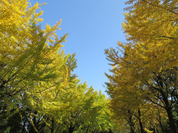 日本的秋天，银杏树的黄色景色图片下载