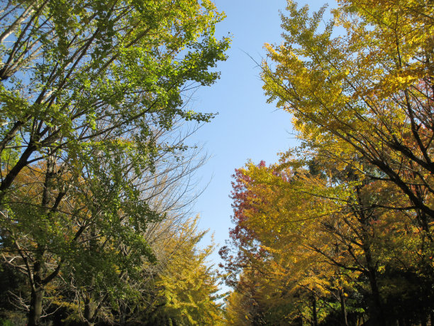 日本的秋天，银杏树的黄色景色图片下载