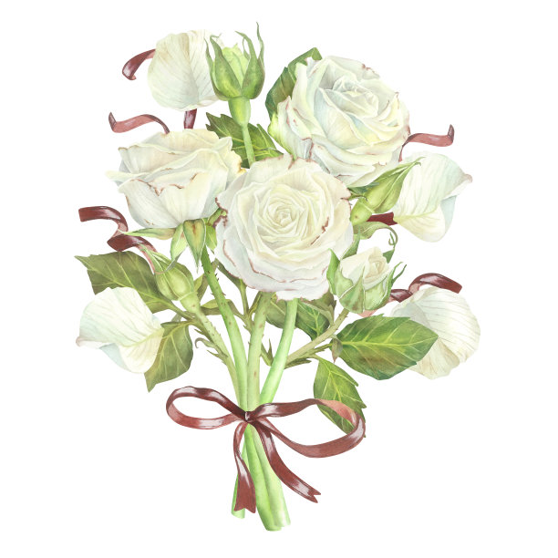 一束白玫瑰，红丝带和蝴蝶结。水彩插图。孤立在白色背景上。适用于贴纸、贺卡、婚礼请柬、香水、蜡烛包装的设计图片下载