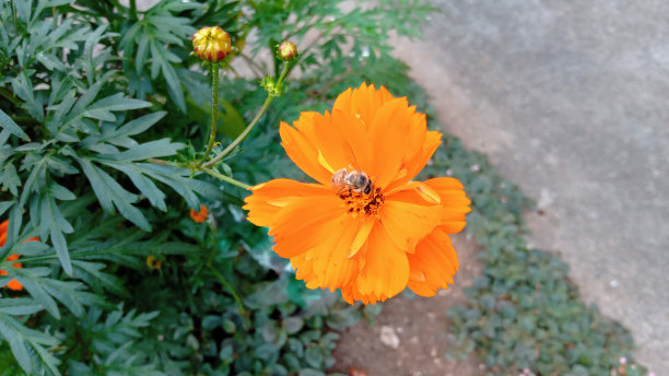 橘色花图片下载