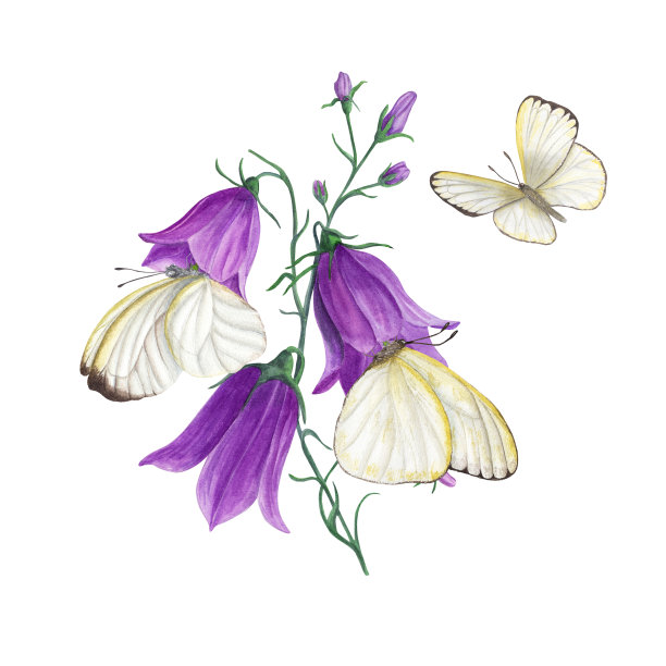 水彩蝴蝶和野花风铃菊孤立在白色背景上。完美的模板，墙纸，印刷，纺织品，横幅设计，明信片，装饰图片下载