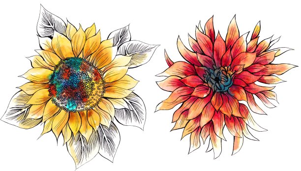 花水彩孤立，向日葵图片下载