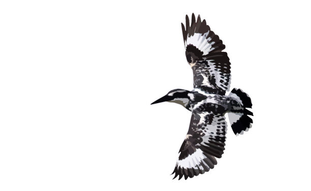 花斑翠鸟图片下载