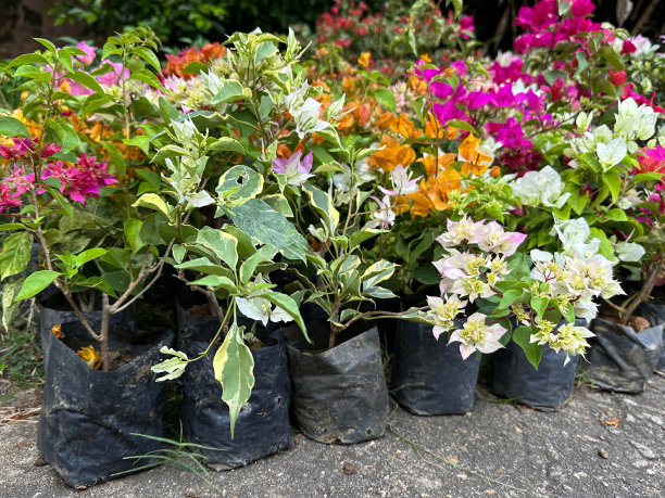 热带亮粉色，橙色，黄色，白色三角梅苞片的特写图像，夏季攀爬观赏开花的三角梅藤蔓，在花园中心苗圃出售的盆栽植物，重点在前景图片下载